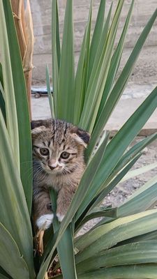 Продам котят пародистых