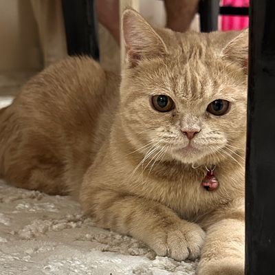Скотиш страйт