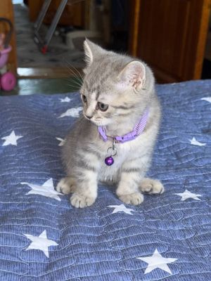 Продам котенка породы бринец скотиш страйт