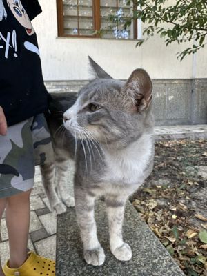 Отдадим кота в хорошие руки