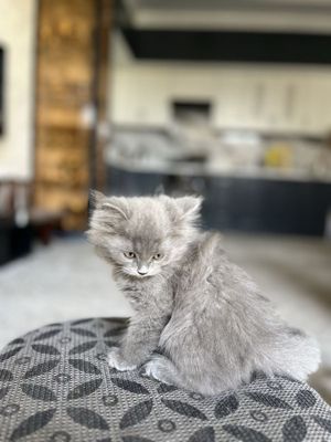 Zotdor mushuklar