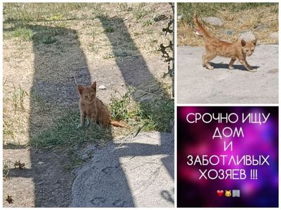 Пристраивается котенок