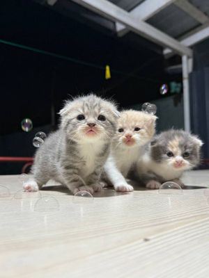 Продам котят веслоухие