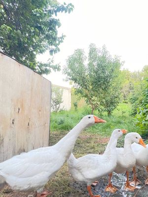 Gozlar sotiladi 5-3 oylik soglom