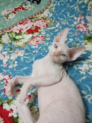Продаётся котёнок канадский сфинкс