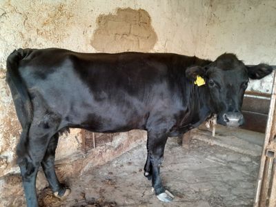 Angus sotiladiiii.