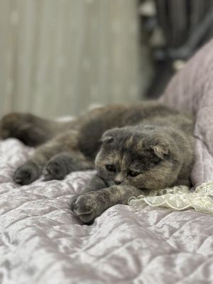 КОШКИ скоттиш фолд