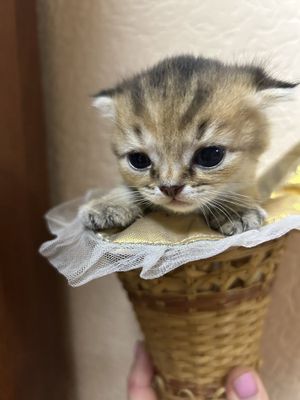 Продается котенок шотландский вислоухий