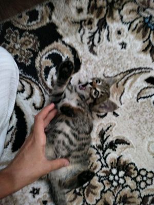 котята три можно брать отдельно