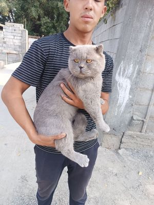 Scottish fold mushugi