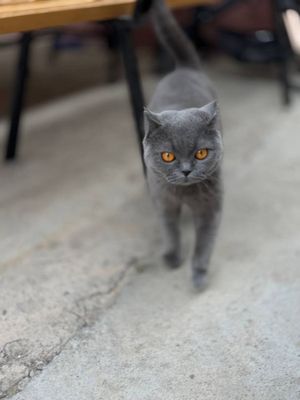 Кошка бритиш киз бола