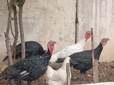 Продам молодых индюков порода хорошая израильская кормили всем натурал