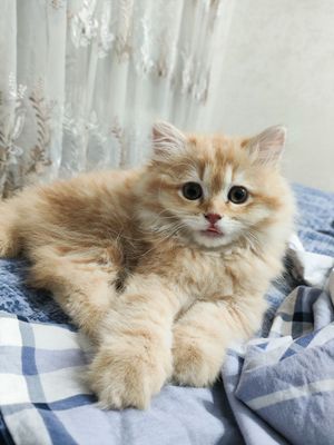 Котенок, 3 месяца