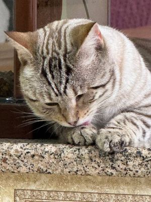 BRR. Bengal Oq Anta 1.5 yosh