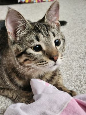 Отдаю котёнка Рэо