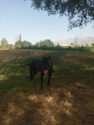 Toza pitbull zoti