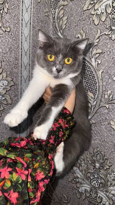Скотиш страйт девочка