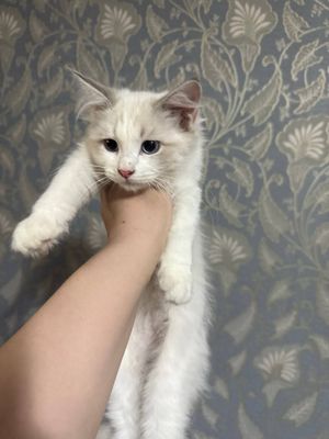 Продаются рэгдоллы