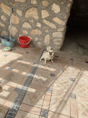 Mops zotiga mansub it