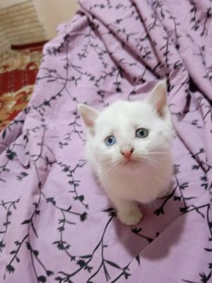 mushuk