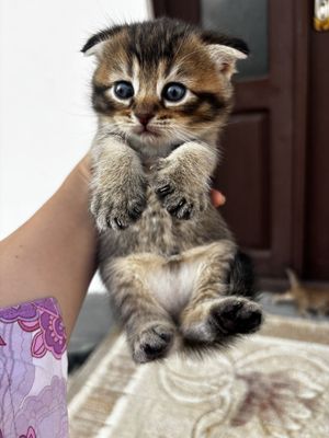 золотой шиншилла