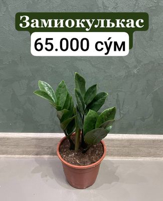 Замиокулькас