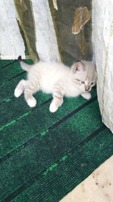 Продается сиамский котенок