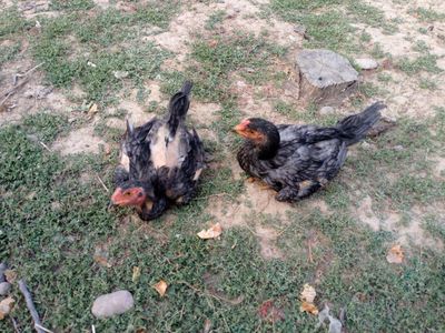 Joʻjalar sotiladi zoti tayin chungan odam biladi