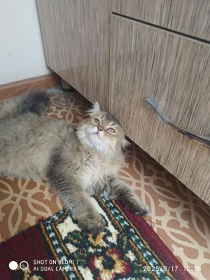 Ajoyib pahmoq mushuk