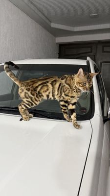 Mushuk bengalskiy