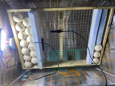 Inkubator xitmati