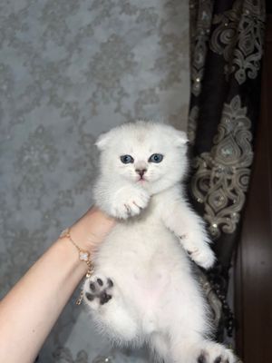 Mushuk
