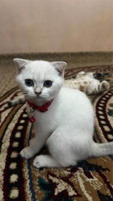 Mushuk shinshilla