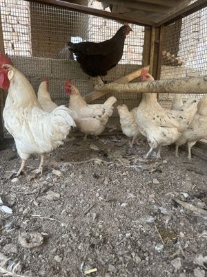Tovuqlar sotiladi oq tovuqlar hamypnbob arzon narxlarda