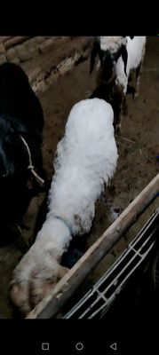 Egiz qo'chqor barralar sotiladi