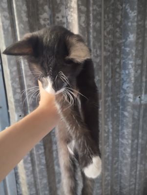 Маленький кошки 2-3