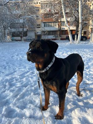 Продажа Ротвейлера