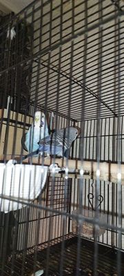 Продам попугаев 🦜 "Волнистики" породистые