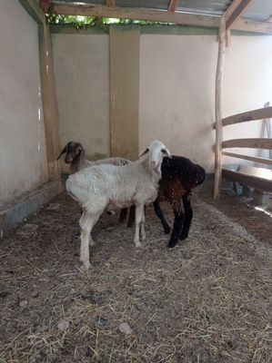 Qochqor qoy koy Кочкор куй кой