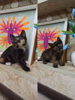 Игривые котятки в хорошие руки