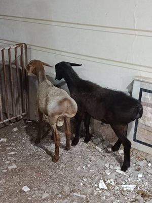 Qozila sotiladi yana bor sotiladigoni