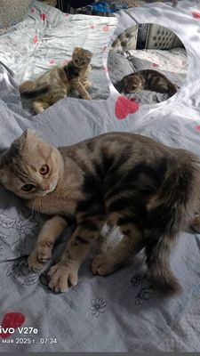 Скоттиш фолд табби