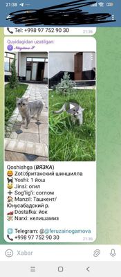 Qizlani uyimizga taklif qilamiza
