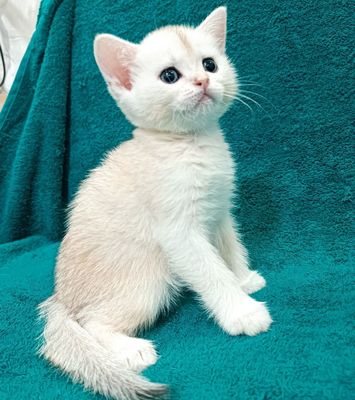 Продаётся мальчик шиншилла