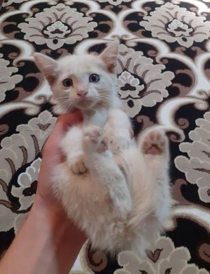 Продаётся белый котёнок, срочно.
