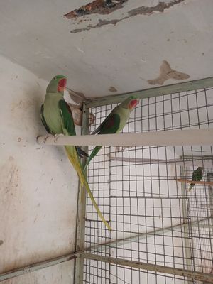 Александрийский попугай