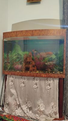 Akvarium sotiladi, hamma narsasi b/n + baliqlari