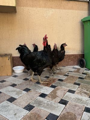 Tovuqla sotiladi qora shahzoda