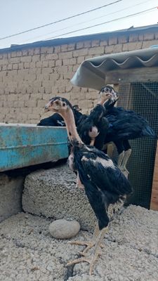 Декан жужаларни зурлари сотилади