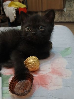 Продаётся котёнок девочка